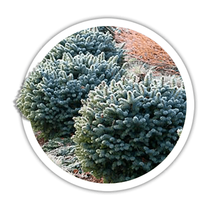 Ялина ситхінська / Picea sitchensis